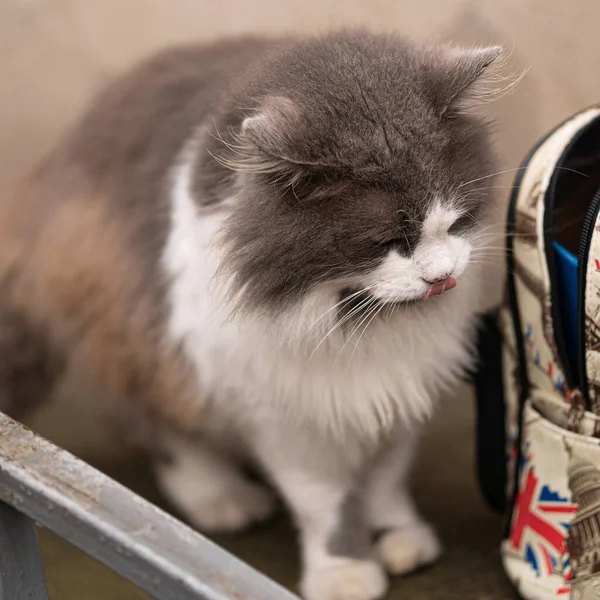 homeless cat. abandoned animal. people, please be kind. adopt an animal.big fluffy gray cat with white spots.