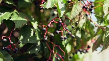 Partenosissus böğürtlen. Sonbahar geçmişleri. Doğadaki zıtlıklar. sarmaşık