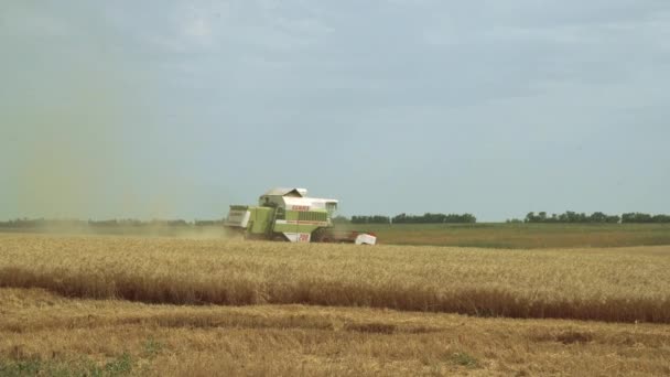 Erntemaschine Auf Dem Feld Weizenernte — Stockvideo