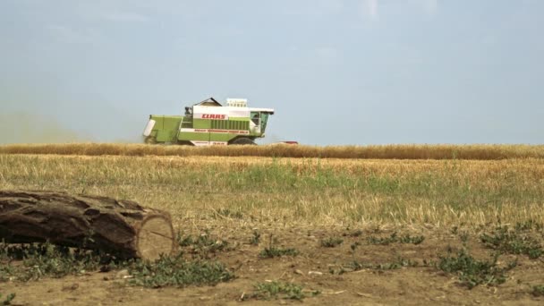 田里的收割机小麦收获过程 — 图库视频影像