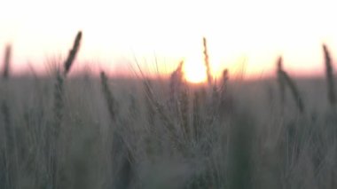 Güneşin doğuşuna karşı buğday başakları. Bozkırda şafak vakti.