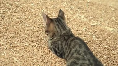 Tahıllı kedi. Buğday ve kedi hasadı..