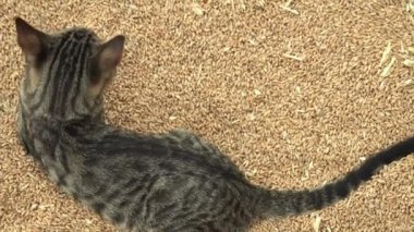 Tahıllı kedi. Buğday ve kedi hasadı..