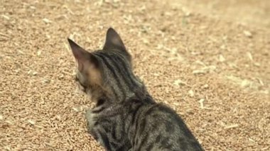 Tahıllı kedi. Buğday ve kedi hasadı..