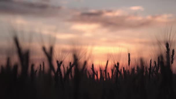Αγκάθια Σιταριού Στο Φόντο Του Ανατέλλοντος Ήλιου Αυγή Στη Στέπα — Αρχείο Βίντεο
