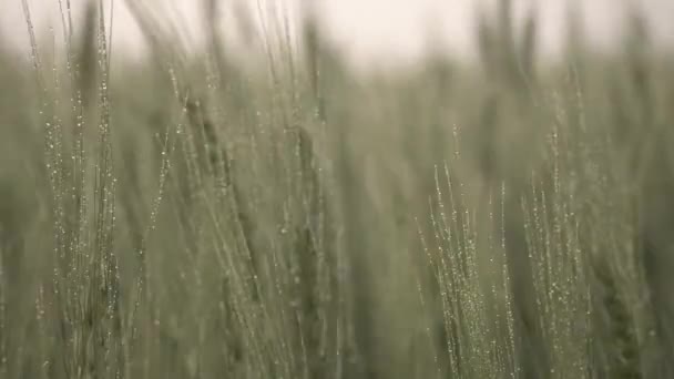 Mrholení Zelené Mladé Hřeby Deštivé Počasí Kapky Vody Pšeničné Uši — Stock video