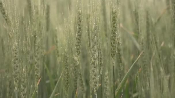 毛毛雨和绿色的小穗 麦穗上的水滴 — 图库视频影像