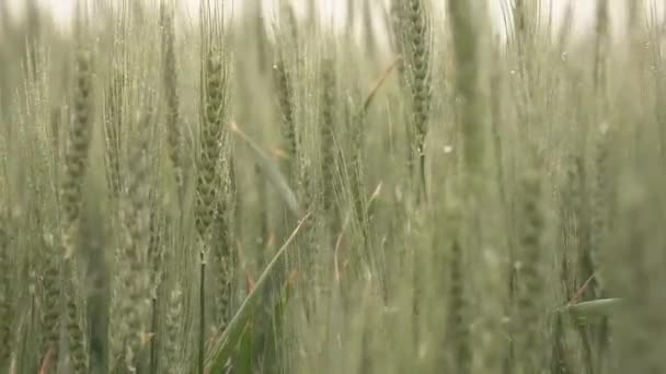 Mrholení Zelené Mladé Hřeby Deštivé Počasí Kapky Vody Pšeničné Uši — Stock video