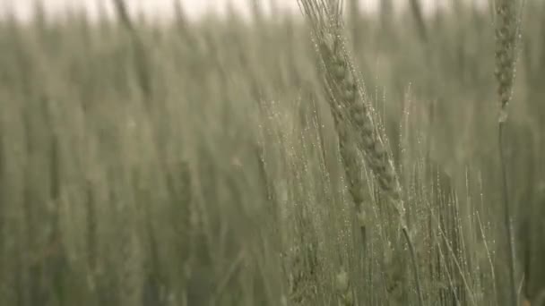 Mrholení Zelené Mladé Hřeby Deštivé Počasí Kapky Vody Pšeničné Uši — Stock video