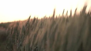 ears of wheat in the rays of the sunset. Ukraine.