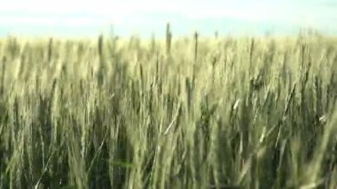 Genç buğday başakları. Rüzgar dikenleri sallıyor. tahıl, hasat.