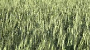 Genç buğday başakları. Rüzgar dikenleri sallıyor. tahıl, hasat.