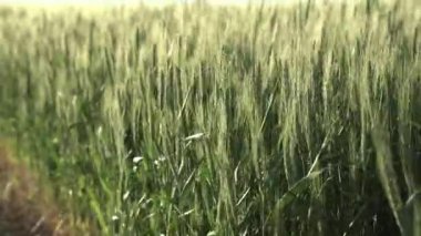 Genç buğday başakları. Rüzgar dikenleri sallıyor. tahıl, hasat.