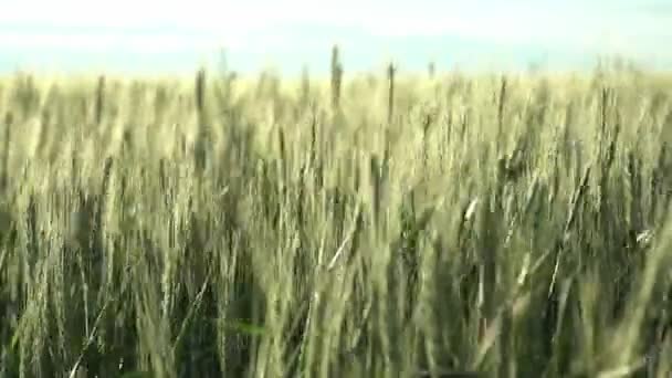 Νεαρά Αγκάθια Σιταριού Άνεμος Κουνάει Αγκάθια Καλλιέργειες Δημητριακών Συγκομιδή — Αρχείο Βίντεο