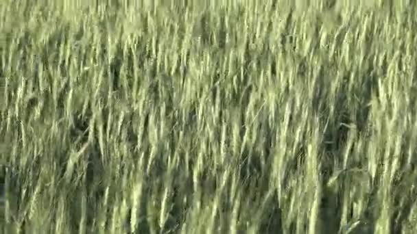Νεαρά Αγκάθια Σιταριού Άνεμος Κουνάει Αγκάθια Καλλιέργειες Δημητριακών Συγκομιδή — Αρχείο Βίντεο