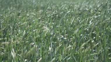 Rüzgarda sallanan genç buğday dalları. Ürün olgunlaşıyor. tahıl. Ukrayna 'nın alanları.