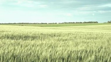 Genç buğday başakları. Rüzgar dikenleri sallıyor. tahıl, hasat.