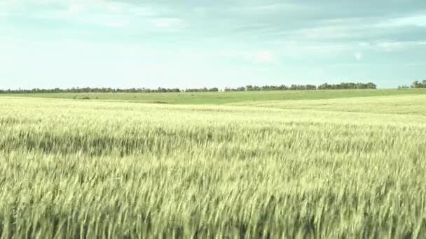 Junge Ähren Aus Weizen Der Wind Schüttelt Die Stacheln Getreide — Stockvideo