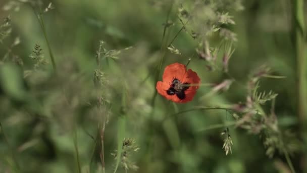 Amapola Roja Balancea Hierba Verde Amapola Solitaria Entre Vegetación Contraste — Vídeos de Stock