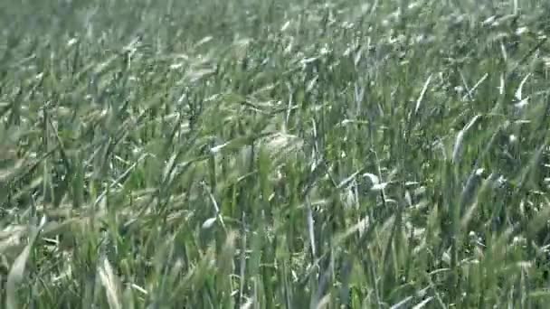 Αγκάθια Του Νεαρού Σιταριού Λικνίζονται Στον Άνεμο Ωρίμανση Καλλιεργειών Καλλιέργειες — Αρχείο Βίντεο