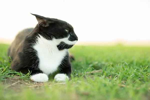 고양이 돌아왔다 카리스마있는 고양이 고양이 의귀를 잘라냈다 고양이의 무거운 — 스톡 사진