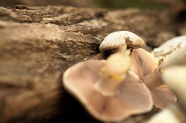 Zehirli mantarlar ağacın kabuğunda yatar. Tehlikeli yiyecekler. Mantar yetişiyor. Sıcak ışık. Sarı lekeli, Agaricus xanthodermus..