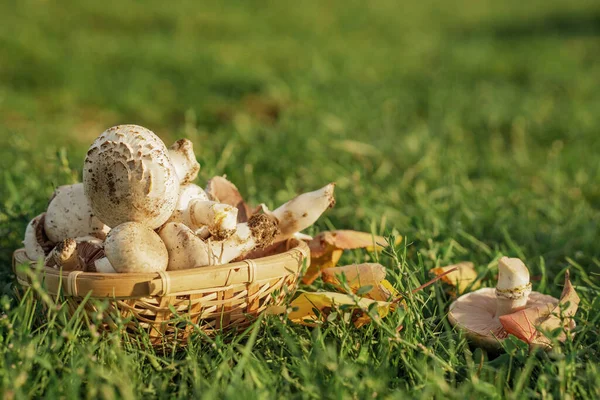 Küçük bir sepetteki mantarlar. Bir mantar ve yeşil çimlerin üzerinde yapraklar. Güzel sonbahar arkaplanı. Sarı lekeli, Agaricus xanthodermus..