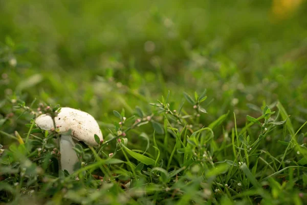 champignon grows in bright green grass. mushroom, grass, flowers. beautiful background.