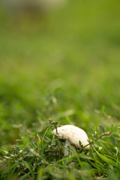 champignon grows in bright green grass. mushroom, grass, flowers. beautiful background.
