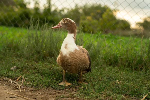 Domestic bird. alarmed duck on a green background. brown muscovy duck