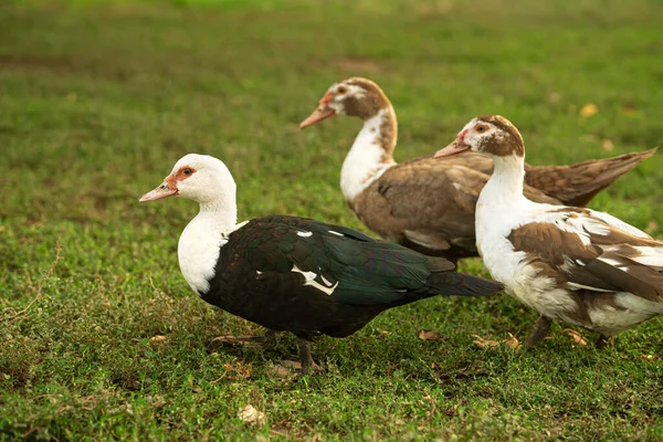 Drei Moskauer Enten Auf Einer Grünen Wiese Hausvogel — Stockfoto