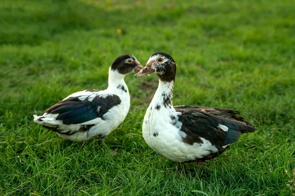 Muscovy Ducks Background Green Grass Couple Ducks Meadow — Stock Photo, Image