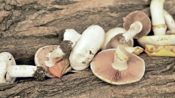Cogumelos Venenosos Estão Latido Uma Árvore Comida Perigosa Cultivo Cogumelos — Vídeo de Stock