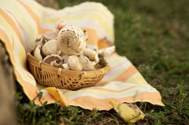 Küçük bir sepetteki mantarlar, masa örtüsü üzerinde. Zehirli mantar. Tehlikeli ürünler. Mantar yetişiyor. Sarı lekeli, Agaricus xanthodermus..