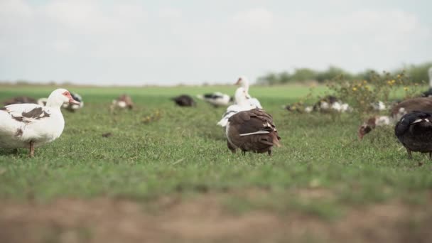 Muscovy Kaczki Tle Zielonej Trawy Kaczki Jedzą Trawę Łące — Wideo stockowe