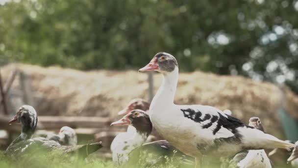 Kíváncsi Pézsmakacsák Kamerába Néznek Kacsák Szénakazalnál — Stock videók