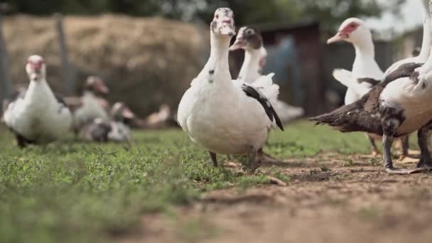 Kacsamancs Közelről Kíváncsi Pézsmakacsák Sétálnak Kamera Felé — Stock videók