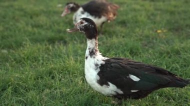 Komik ördek etrafına dikkatlice bakıyor. Muscovy ördekleri yeşil bir çayırda otlar.