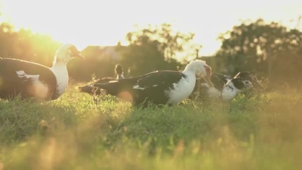 Kacsák Naplementében Gyönyörű Fény Napnyugtakor Kacsák Zöld Ragyogás Kacsák Füvet — Stock videók