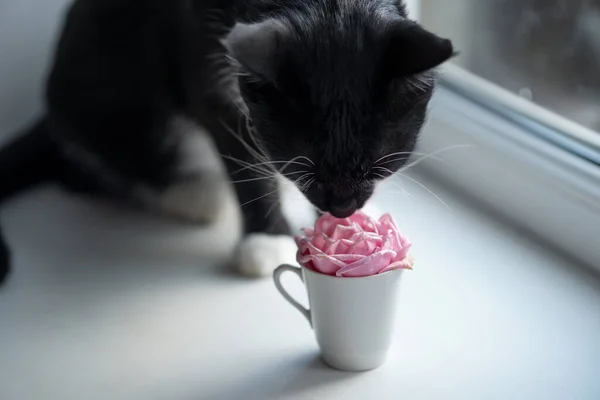 a cat and a pink rose in a cup on the window. cat smells a flower.