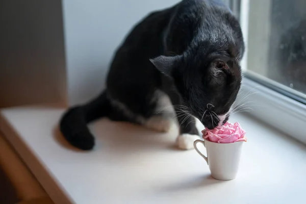 a cat and a pink rose in a cup on the window. cat smells a flower.