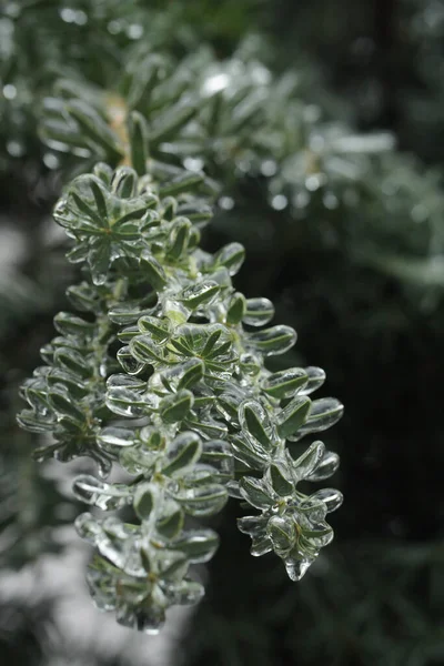 Grenar Bär Idegran Vintern Täckt Isskorpa Fantastisk Vacker Glasyr Taxus — Stockfoto