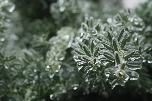 ベリーの枝氷の中のイチイ 冬には雪が氷の地殻に覆われる 素晴らしい美しいアイシング タクシー バカータ 冬の背景 — ストック写真