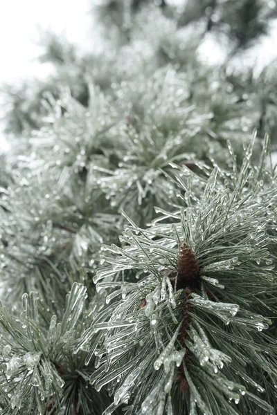 Pine Branches Icy Needles Cones Beautiful Pine Tree Winter Sleet — Stock Photo, Image