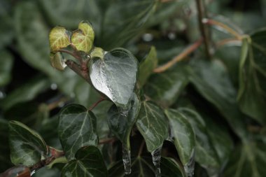 Buz kabuğuyla kaplı yeşil sarmaşık yaprakları. Kış ayrıntılarıyla. güzel kış arka planı.