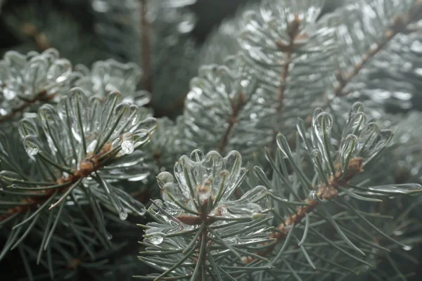 Branches Épinette Avec Aiguilles Glace Beau Sapin Hiver Slet — Photo