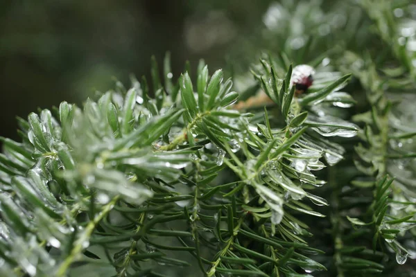 Grenar Bär Idegran Vintern Täckt Isskorpa Fantastisk Vacker Glasyr Taxus — Stockfoto