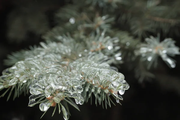 Branches Épinette Avec Aiguilles Glace Beau Sapin Hiver Slet — Photo