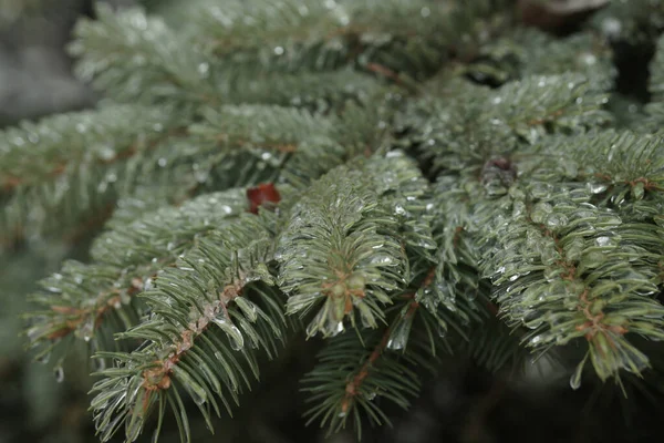 氷の針で枝を広げて 冬には美しいモミの木 スリート — ストック写真