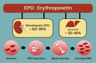 Erythropoietin (EPO) production from kidney , liver and Injection , vector illustration